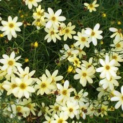 Bay Gardens NY Coreopsis 'Moonbeam' Deer Resistant Plants