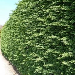 Bay Gardens NY Privacy Plants Leyland Cypress