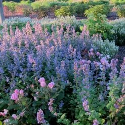 Bay Gardens NY Deer Resistant Plants Nepeta X Faassenii 'Walkers Low' - Flowering Catmint