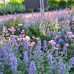 Bay Gardens NY Deer Resistant Plants Nepeta X Faassenii 'Walkers Low' - Flowering Catmint