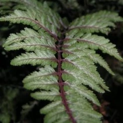 Bay Gardens Deer Resistant Plants Fern 'Athyrium Nipponicum Pictum (Japanese Painted)' 10 Bay Gardens Deer Resistant Plants Fern 'Athyrium Nipponicum Pictum (Japanese Painted)'