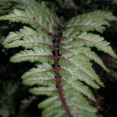 Bay Gardens Deer Resistant Plants Fern 'Athyrium Nipponicum Pictum (Japanese Painted)' 6 Bay Gardens Deer Resistant Plants Fern 'Athyrium Nipponicum Pictum (Japanese Painted)'