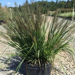 Bay Gardens NY Grass Pennisetum Alopecuroides 'Moudry' Deer Resistant Plants