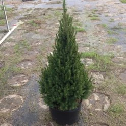 Bay Gardens Evergreen Shrubs Spruce 'Dwarf Alberta - Picea Glauca 'Conica' 13 Bay Gardens Evergreen Shrubs Spruce 'Dwarf Alberta - Picea Glauca 'Conica'