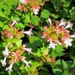 Bay Gardens Abelia 'Rose Creek'