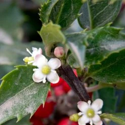 Bay Gardens Holly 'Blue Girl' Evergreen Shrubs