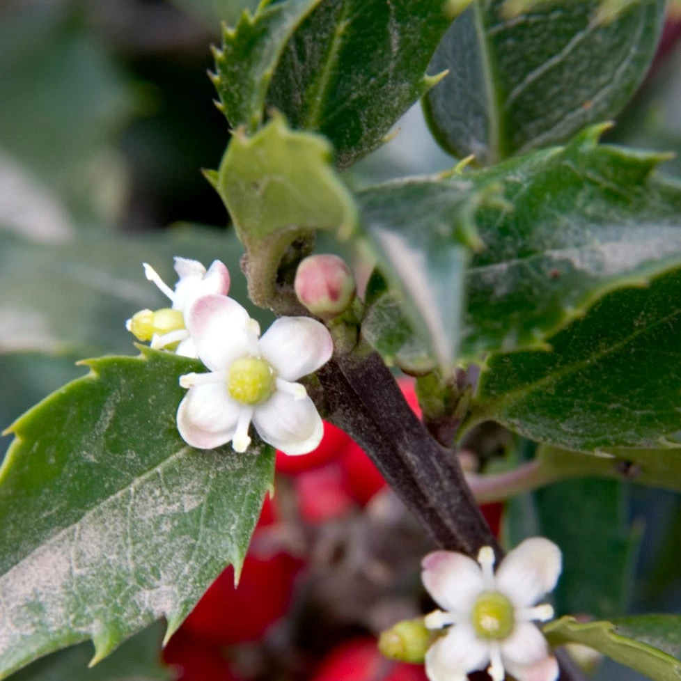 Bay Gardens Holly 'Blue Girl' Evergreen Shrubs 4 Bay Gardens Holly 'Blue Girl' Evergreen Shrubs
