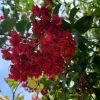 Bay Gardens Shade & Flowering Trees Crape Myrtle Scarlet (Red)