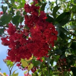 Bay Gardens Shade & Flowering Trees Crape Myrtle Scarlet (Red)