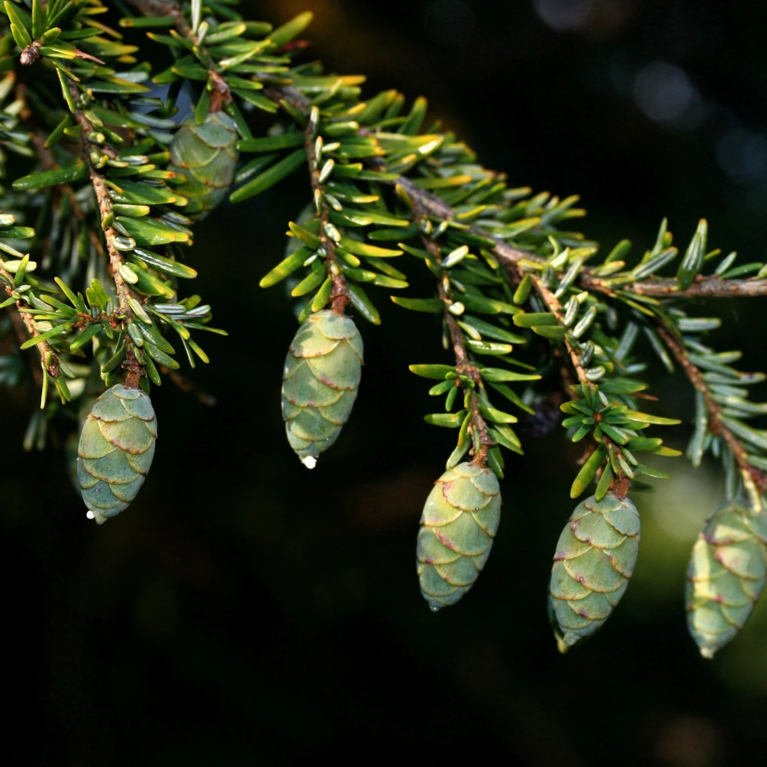 Bay Gardens Hemlock 4 Bay Gardens Hemlock