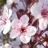 Bay Gardens NY Shade & Flowering Trees 'Krauter Vesuvius' Purple Leaf Plum 2 Bay Gardens NY Shade & Flowering Trees 'Krauter Vesuvius' Purple Leaf Plum