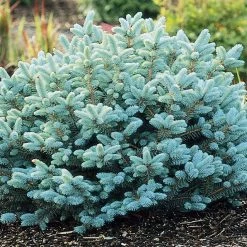 Bay Gardens Blue Spruce 'Globosa' Ornamental Trees
