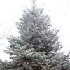 Bay Gardens Blue Spruce 'Hoopsii' Privacy Plants
