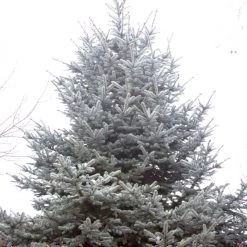 Bay Gardens Blue Spruce 'Hoopsii' Privacy Plants