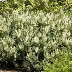 Bay Gardens Laurel 'Otto Luyken' Privacy Plants