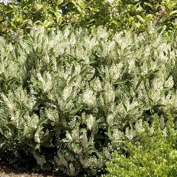 Bay Gardens Laurel 'Otto Luyken' Privacy Plants 3 Bay Gardens Laurel 'Otto Luyken' Privacy Plants