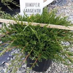 Bay Gardens NY Juniper 'Sargentii' Evergreen Shrubs