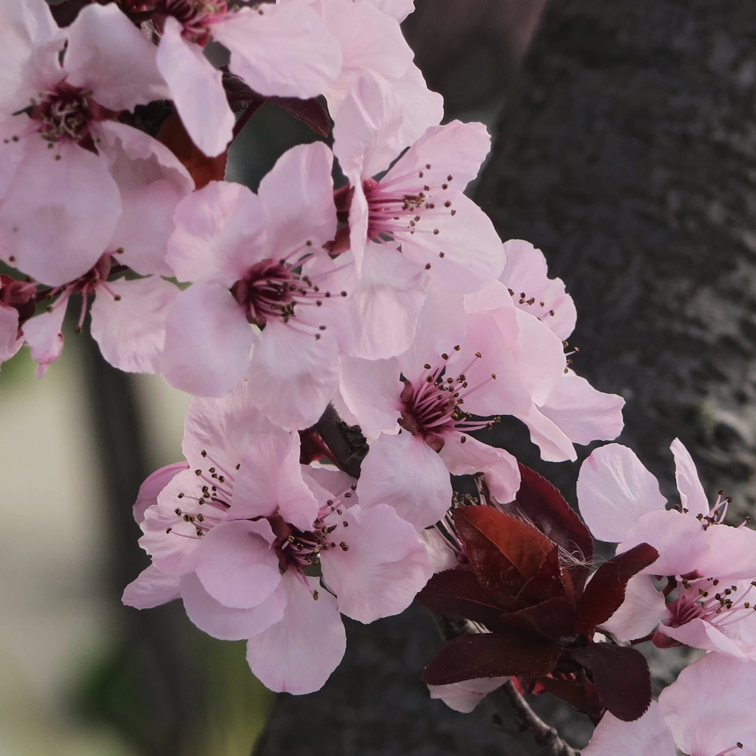 Bay Gardens NY Shade & Flowering Trees 'Krauter Vesuvius' Purple Leaf Plum 6 Bay Gardens NY Shade & Flowering Trees 'Krauter Vesuvius' Purple Leaf Plum