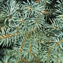Bay Gardens Blue Spruce 'Baby Blue' Privacy Plants