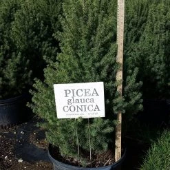 Bay Gardens Evergreen Shrubs Spruce 'Dwarf Alberta - Picea Glauca 'Conica' 19 Bay Gardens Evergreen Shrubs Spruce 'Dwarf Alberta - Picea Glauca 'Conica'