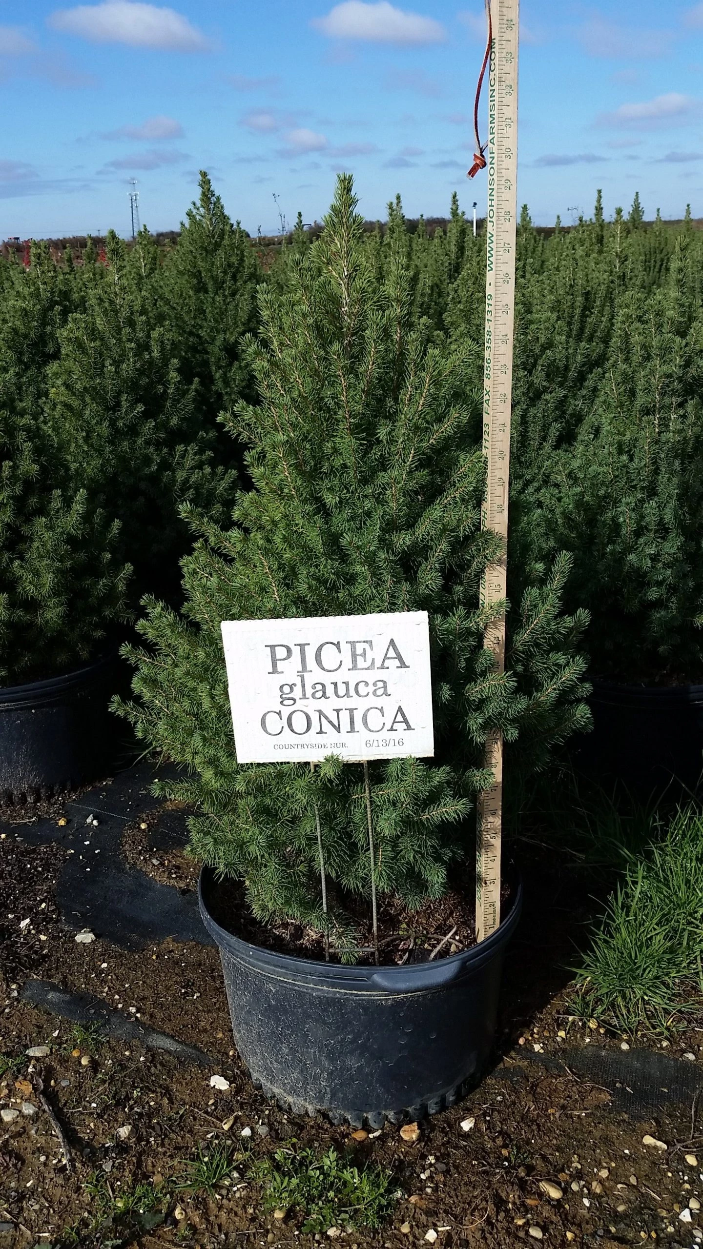 Bay Gardens Evergreen Shrubs Spruce 'Dwarf Alberta - Picea Glauca 'Conica' 11 Bay Gardens Evergreen Shrubs Spruce 'Dwarf Alberta - Picea Glauca 'Conica'