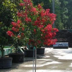 Bay Gardens Crape Myrtle Dynamite (Red)