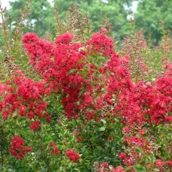 Bay Gardens Crape Myrtle Dynamite (Red)