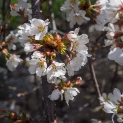 Johnson Farms Shade & Flowering Trees Cherry Weeping 'Snow Fountain'