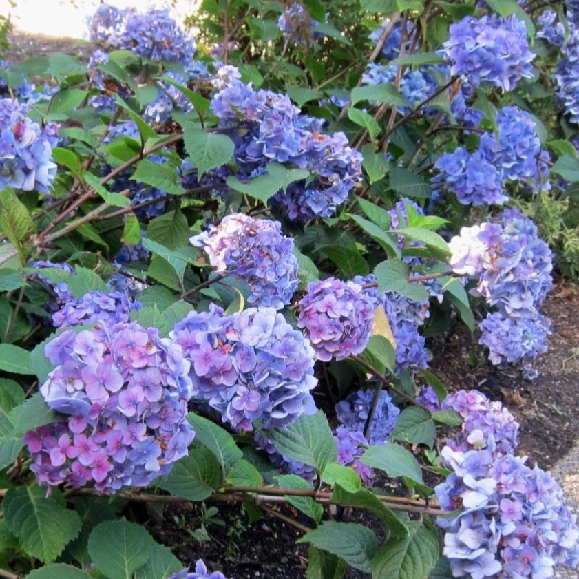 Bay Gardens NY Hydrangea ES 'Bloomstruck' 6 Bay Gardens NY Hydrangea ES 'Bloomstruck'