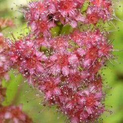 Bay Gardens NY Deer Resistant Plants Spirea X Bumalda 'Goldflame'