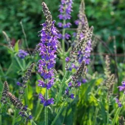 Bay Gardens NY Deer Resistant Plants Salvia X Sylvestris 'May Night'