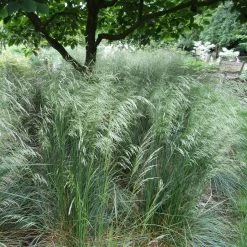 Bay Gardens Grass 'Deschampsia Cespitosa - Tufted Hair' Deer Resistant Plants