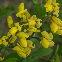 Bay Gardens Deer Resistant Plants Baptisia Decadence 'Lemon Meringue'