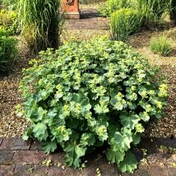 Bay Gardens Alchemilla Mollis 'Thriller'