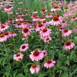 Bay Gardens NY Echinacea Purpurea 'Magnus' Coneflower Perennials