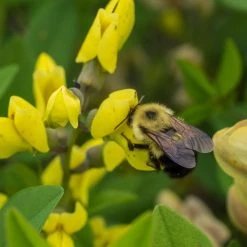 Bay Gardens Deer Resistant Plants Baptisia Decadence 'Lemon Meringue'