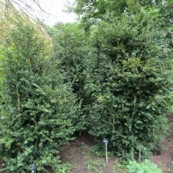 Bay Gardens Boxwood 'Newport Blue'