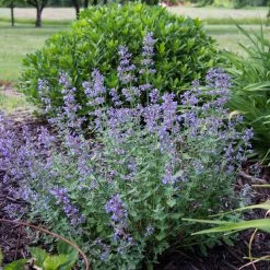 Bay Gardens NY Deer Resistant Plants Nepeta X Faassenii 'Walkers Low' - Flowering Catmint