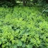 Bay Gardens Alchemilla Mollis 'Thriller'