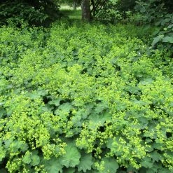 Bay Gardens Alchemilla Mollis 'Thriller'