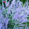 Bay Gardens NY Perovskia Atriplicifolia 'Russian Sage' Deer Resistant Plants 2 Bay Gardens NY Perovskia Atriplicifolia 'Russian Sage' Deer Resistant Plants