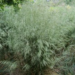 Bay Gardens Grass 'Deschampsia Cespitosa - Tufted Hair' Deer Resistant Plants