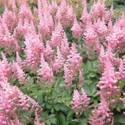 Bay Gardens NY Astilbe Chinensis 'Visions' Perennials
