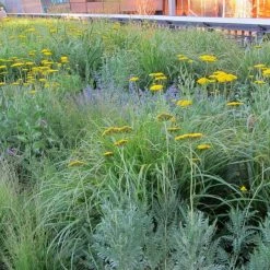 Bay Gardens NY Deer Resistant Plants Nepeta X Faassenii 'Walkers Low' - Flowering Catmint