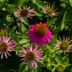 Bay Gardens Echinacea Purpurea 'PowWow Wild Berry' Coneflower
