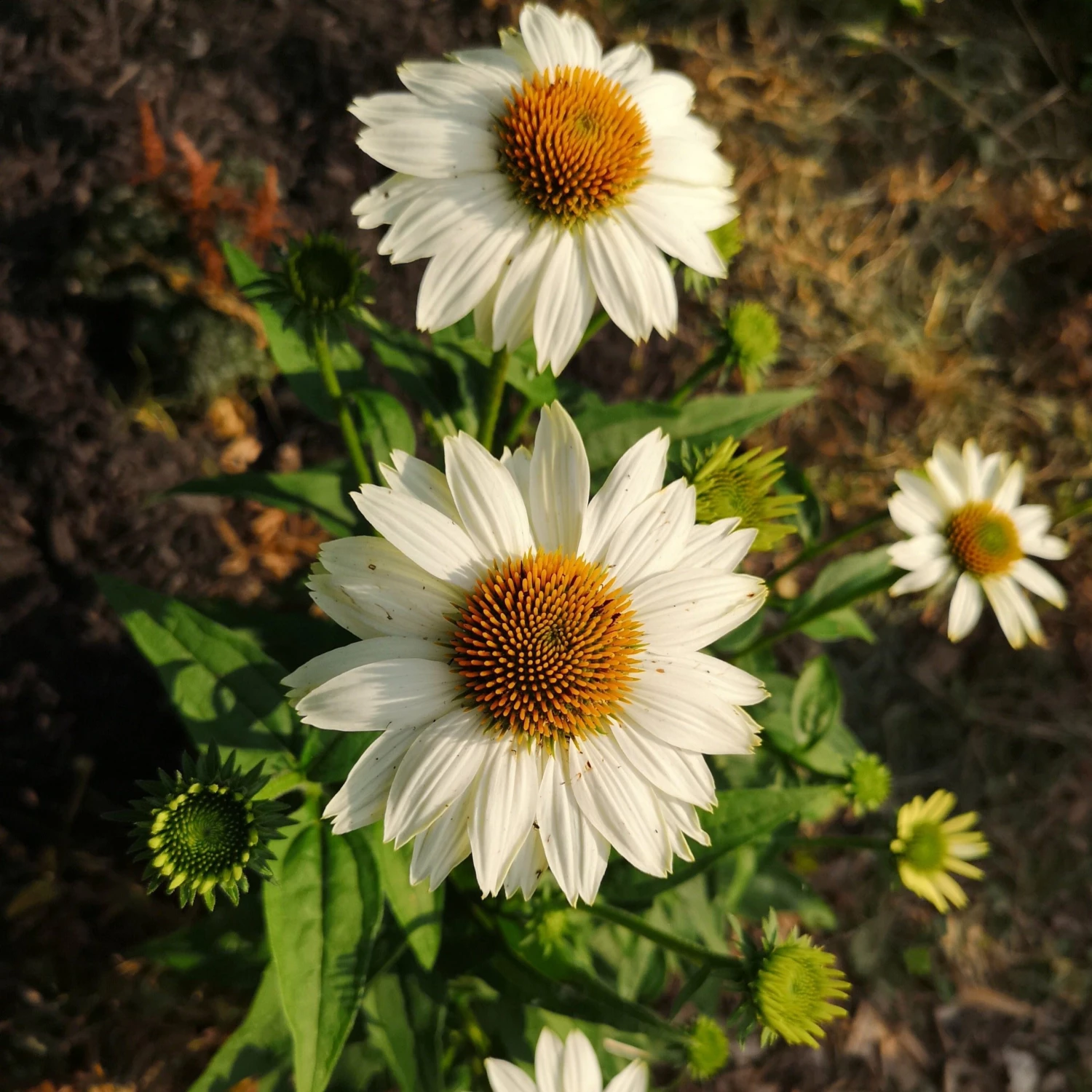 Bay Gardens Echinacea Purpurea 'PowWow White' Coneflower Deer Resistant Plants 4 Bay Gardens Echinacea Purpurea 'PowWow White' Coneflower Deer Resistant Plants