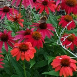 Bay Gardens Echinacea Purpurea 'Cheyenne Spirit' Coneflower