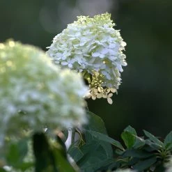 Bay Gardens Hydrangea Paniculata 'Limelight Tree Form'