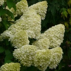 Bay Gardens Hydrangea Paniculata 'Limelight'