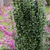 Bay Gardens Evergreen Shrubs Ilex 'Sky Pencil'